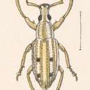 Image de Eustylus sexguttatus Champion 1911