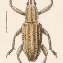 Слика од Eustylus striatus Boheman 1843