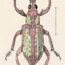 Image of Pseudeustylus cupreoviridis Champion 1911