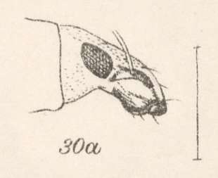 Image of Pseudeustylus cupreotinctus Champion 1911