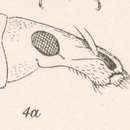 Image of Mazenes bifoveatus Champion 1911