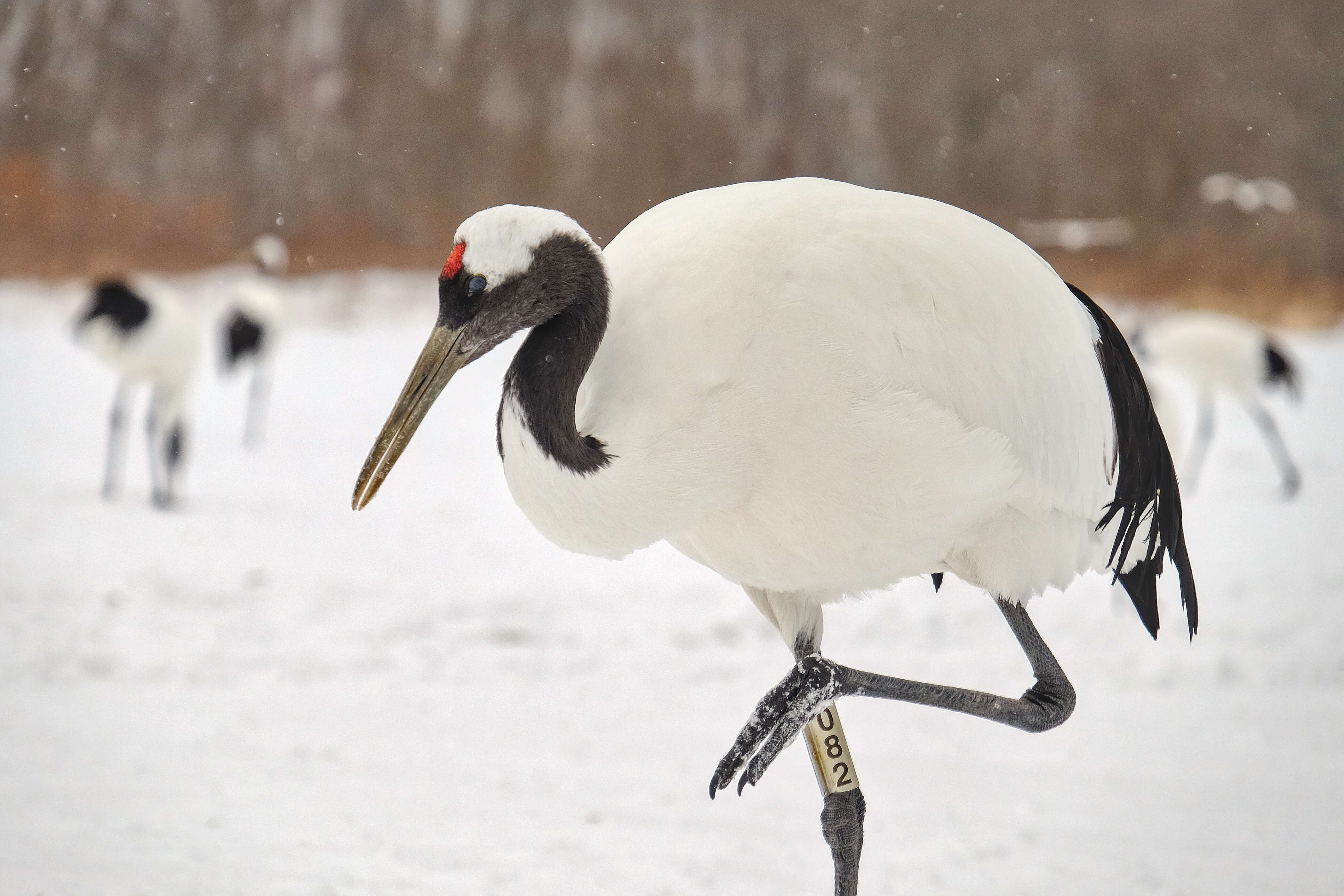 Image of Japanese Crane