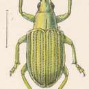 Image of Pseudocyphus geminus Champion 1911