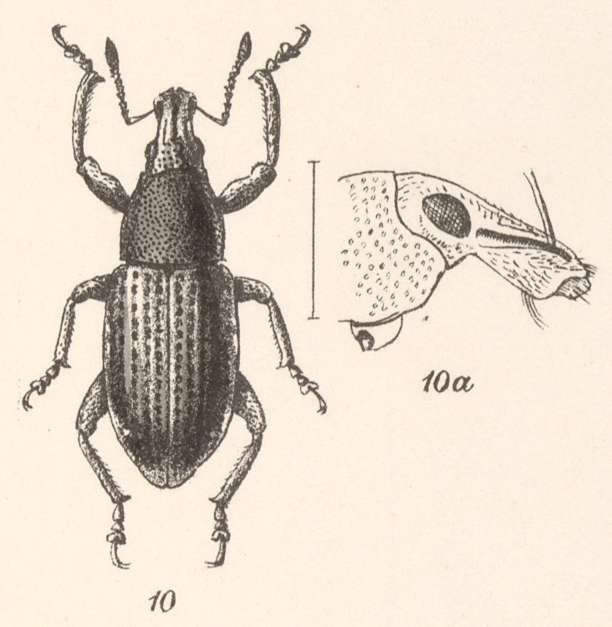 Image of Pseudhypoptus eurylobus Champion 1911