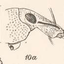 Image of Pseudhypoptus eurylobus Champion 1911