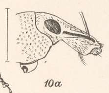 Image of Pseudhypoptus eurylobus Champion 1911