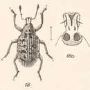 صورة Eucoleocerus conicicollis Champion 1911