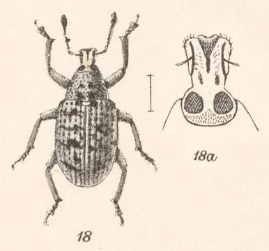 Image of Eucoleocerus