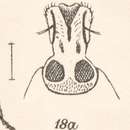 Image of Eucoleocerus conicicollis Champion 1911