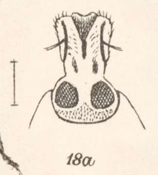 Image of Eucoleocerus