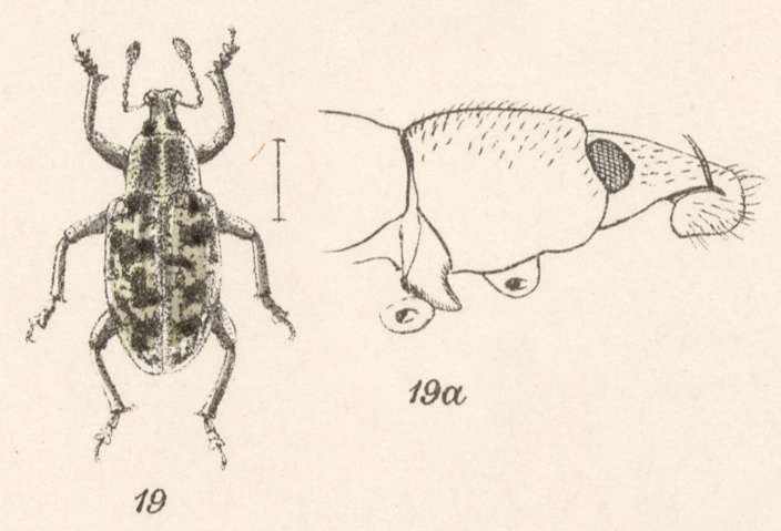 Imagem de Eucoleocerus guttularius Champion 1911