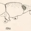 Image of Eucoleocerus guttularius Champion 1911