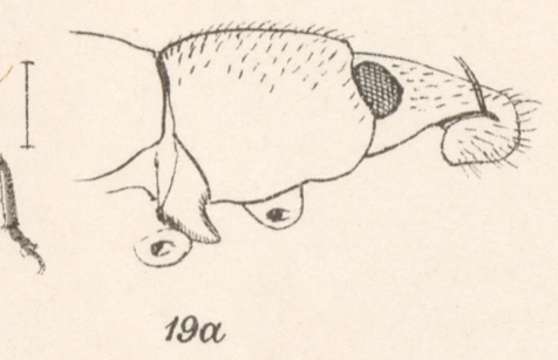 Image of Eucoleocerus guttularius Champion 1911