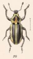 Image of Eudiagogus