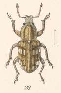 Image of Promecops leucothyrea Fahraeus 1840