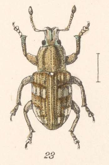 Image of Promecops leucothyrea Fahraeus 1840