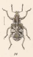 Image of Promecops leucothyrea Fahraeus 1840