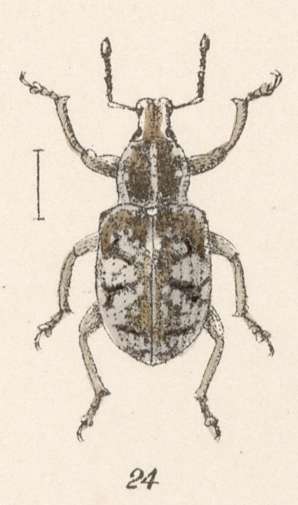 Image of Promecops leucothyrea Fahraeus 1840