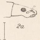 Image of Brachystylus microphthalmus Champion 1911