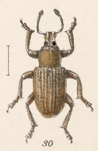 Image of Promecops uniformis Champion 1911