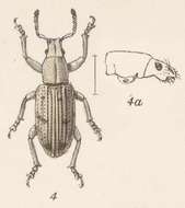 Image of Aphrastus submarginatus (Champion 1911)