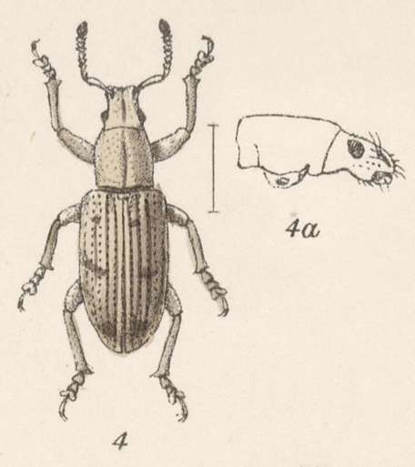 Image of Aphrastus submarginatus (Champion 1911)