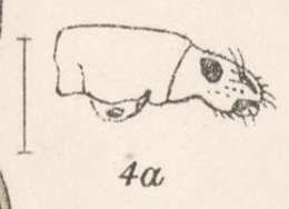 Image of Aphrastus submarginatus (Champion 1911)