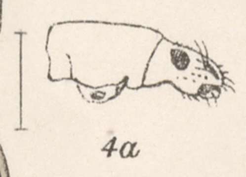 Image of Aphrastus submarginatus (Champion 1911)