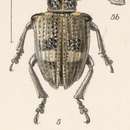 Image of Entimus arrogans Pascoe 1872