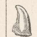 Image of Entimus arrogans Pascoe 1872