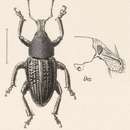 Image of Pseudhypoptus parcus Fahraeus 1842