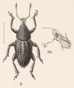 Image of Pseudhypoptus