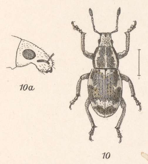 Image of Epicaerus (Epicaerus) monclovae Sharp 1891