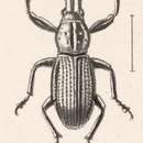 Image of Epicaerus (Epicaerus) foveifrons Champion 1911