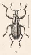 Image of Epicaerus (Epicaerus) foveifrons Champion 1911