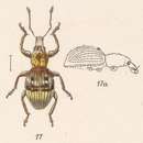 Image of Bothynodontes gibbipennis Champion 1911