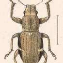 Image of Fuller rose beetle