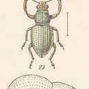 Imagem de Phacepholis viridis (Champion 1911)