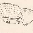 Image of Phacepholis viridis (Champion 1911)