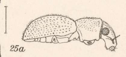 Image of Pseudopantomorus