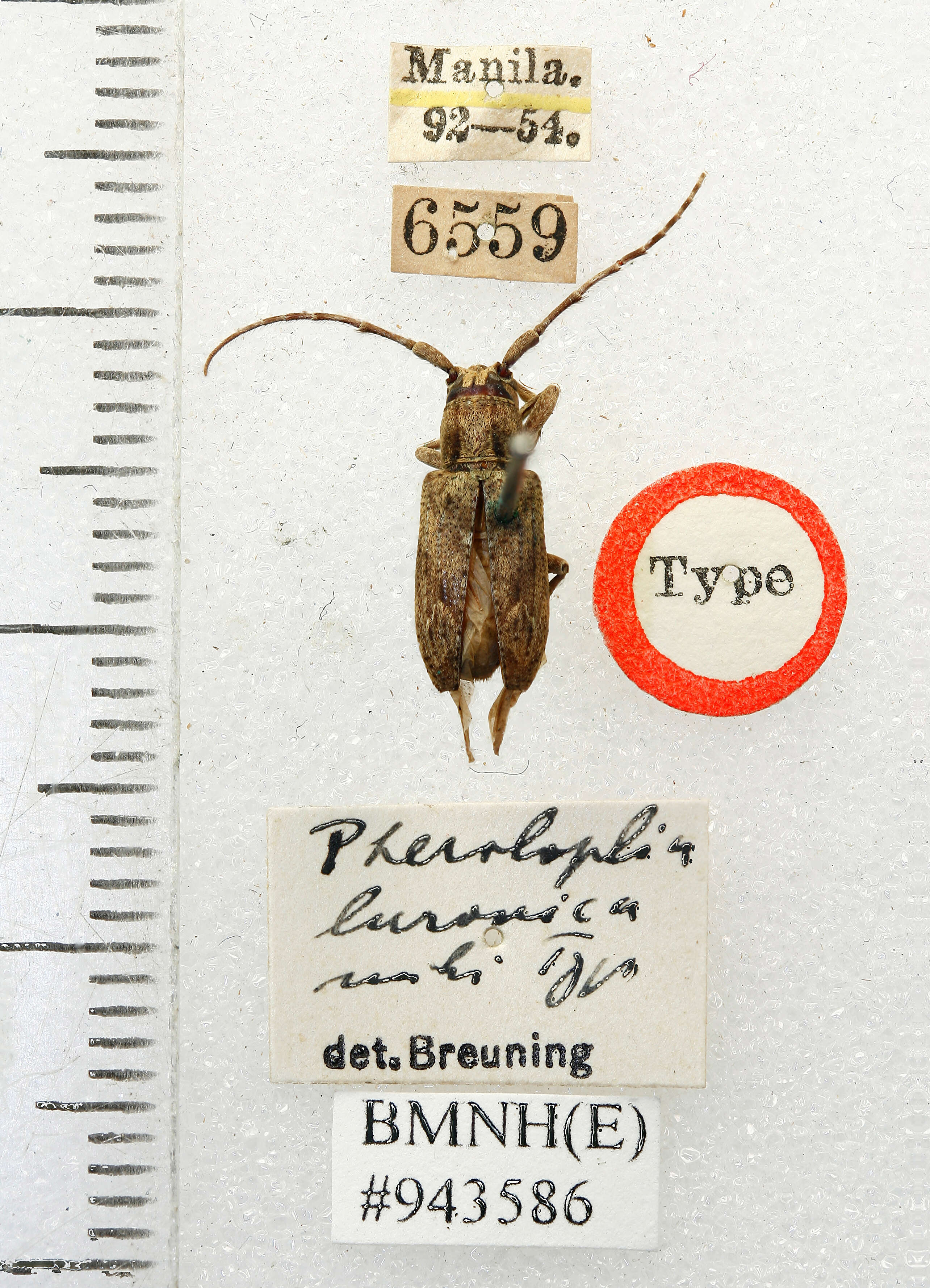 Image of Pterolophia (Ale) luzonica Breuning 1938