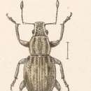 Image of Pythis amplicollis Champion 1911