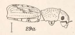 Image of Isodacrys schwarzi Champion 1911