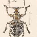 Image of Euperitelus albovarius Champion 1911