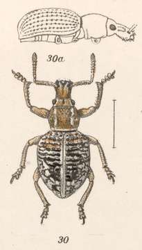 Image of Euperitelus