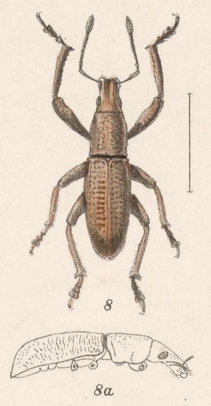 Image of Epicaerus (Diorynotus) macropus Champion 1911