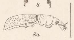 Image of Epicaerus (Diorynotus) macropus Champion 1911