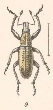 Image of Epicaerus (Epicaerus) macropterus Sharp 1911