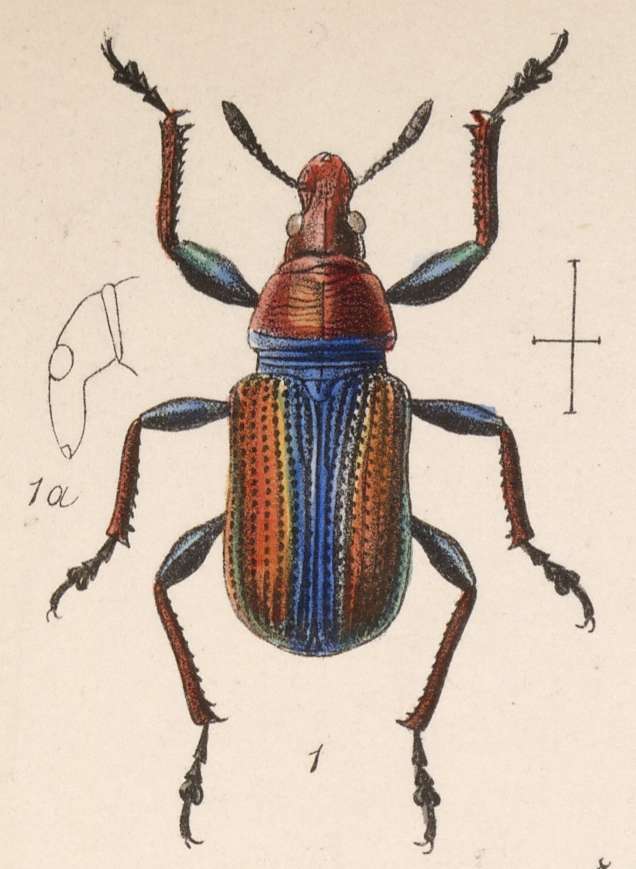 Imagem de Attelabus viridans Gyllenhal 1839