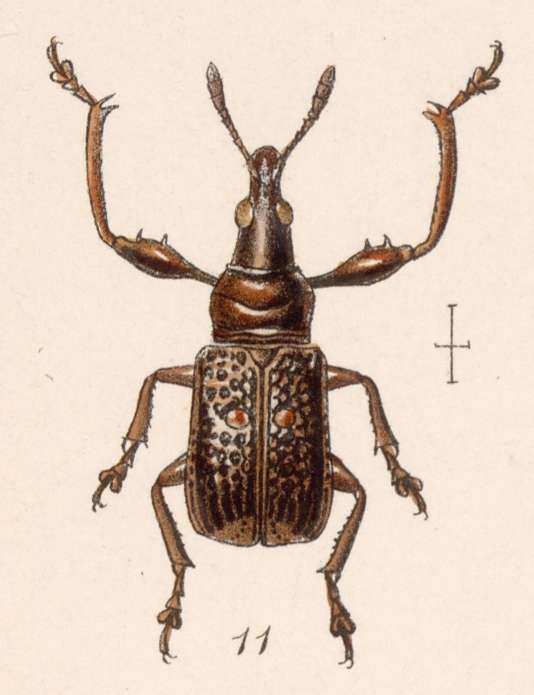 Imagem de Attelabus binotatus Gyllenhal 1839